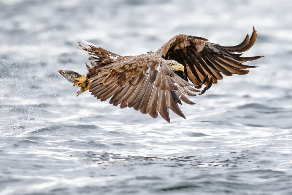 Eagle Fishing Flight by Mario Suárez — canvas wall art