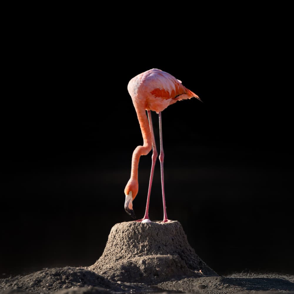 Pink Flamingo Nest by Li Ying — canvas wall art