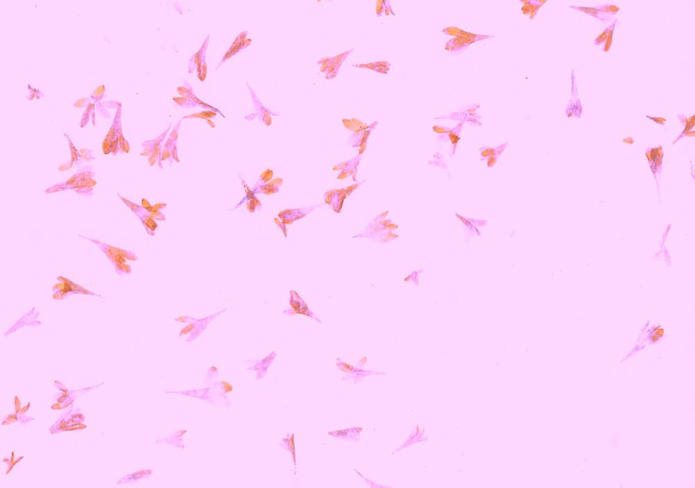 Scattered Pink Petals by Santhosh ch — canvas wall art