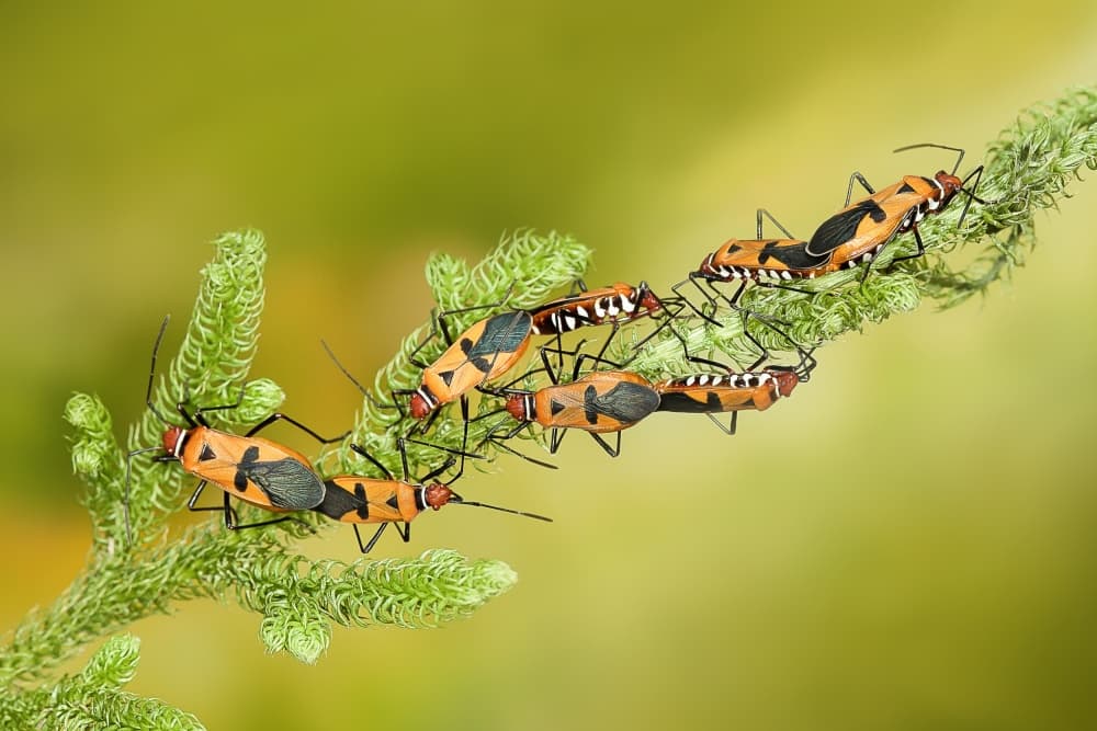 Vibrant Insect Mating by wilianto — canvas wall art