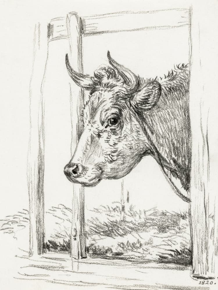 Head of a Cow (1820)