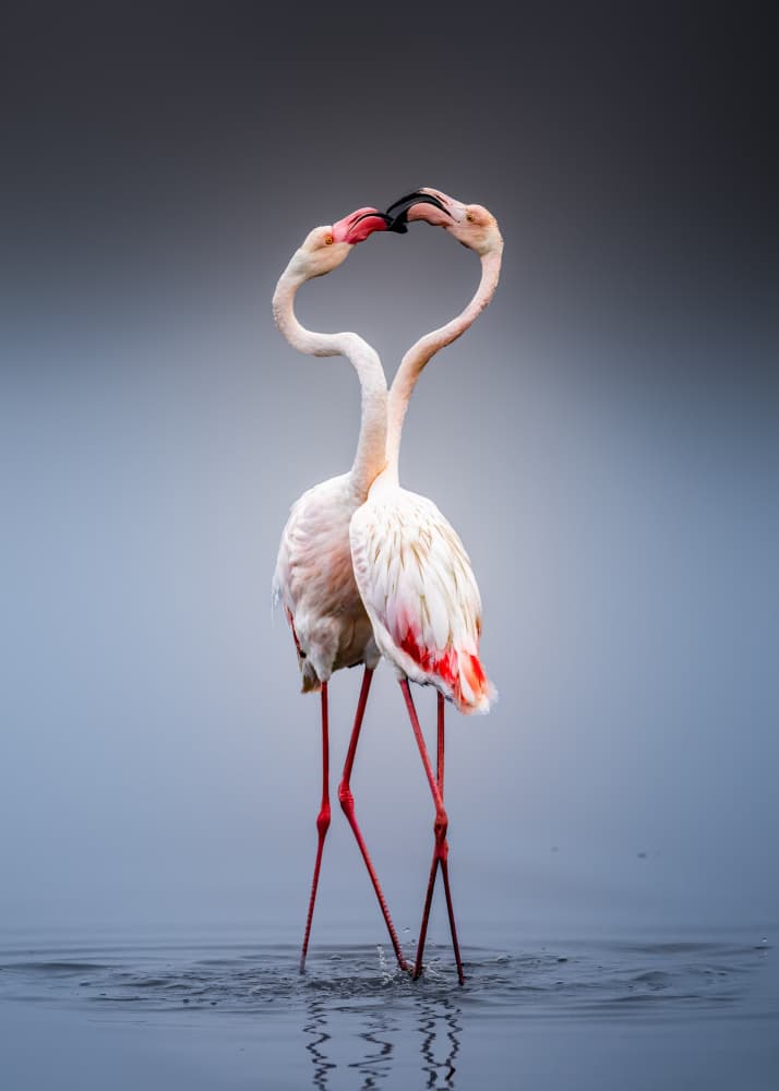 Flamingo Love Heart by Songhu Yan — canvas wall art