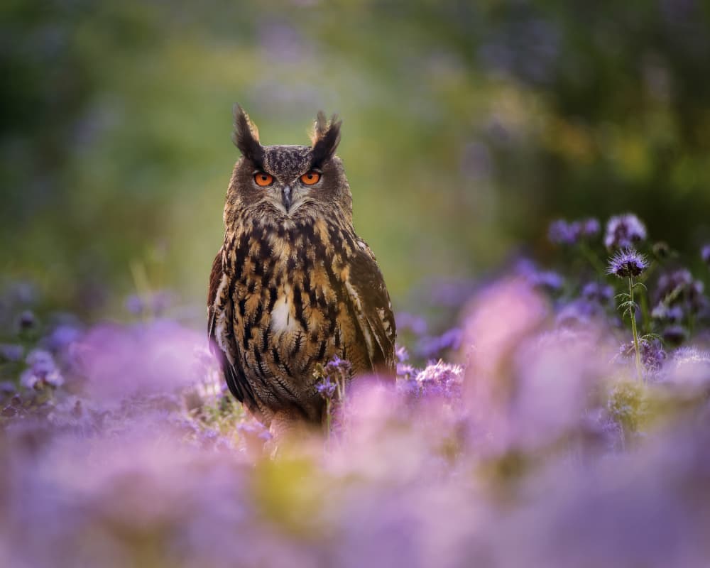 Eagle Owl in Bloom by Michaela Firešová — canvas wall art