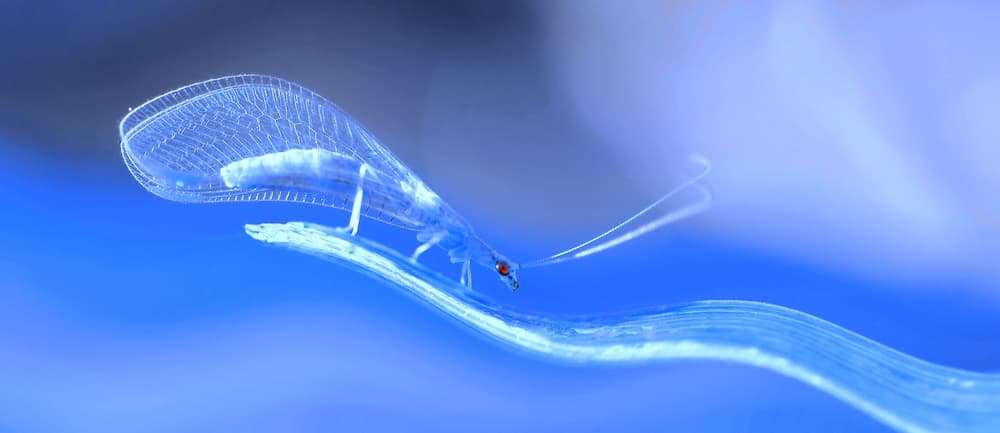 Ethereal Blue Insect by Thierry Dufour — canvas wall art