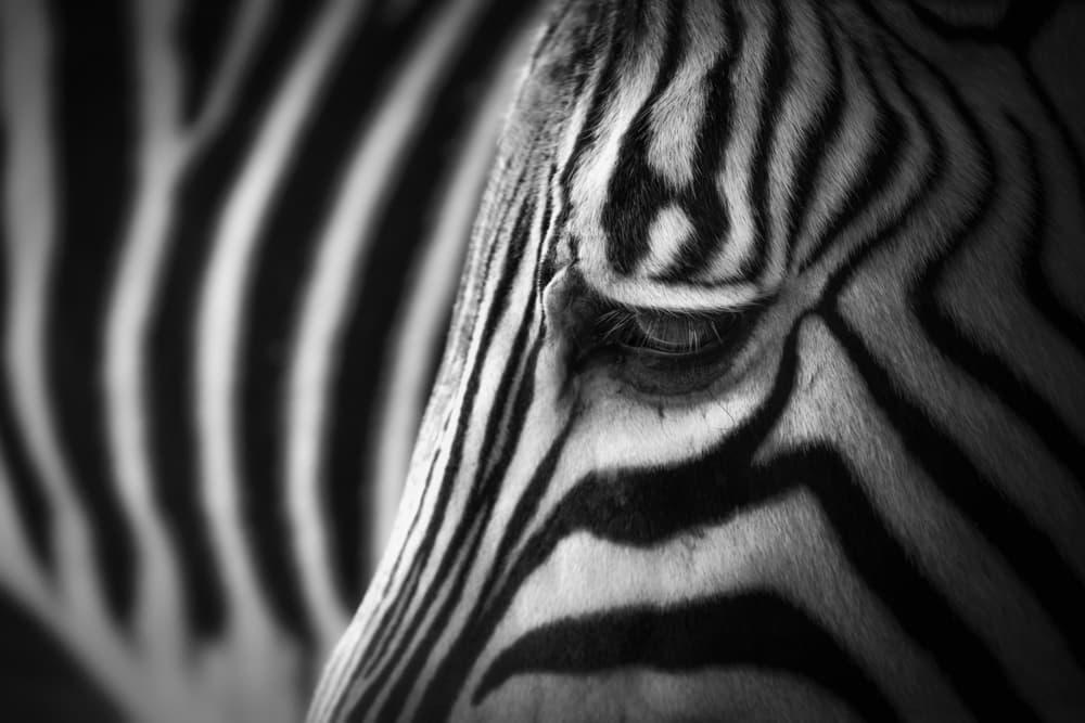 Wild Zebra Eye by Alex Zhao — canvas wall art