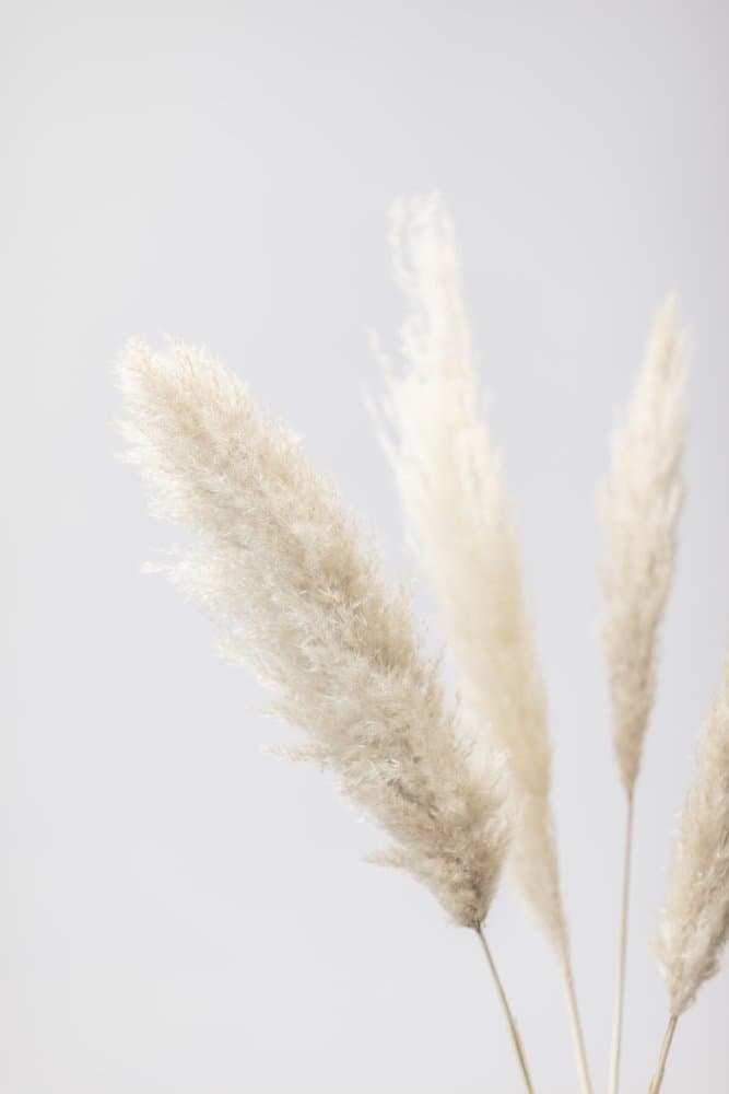 Soft Pampas Plumes by Pictufy Studio III — canvas wall art