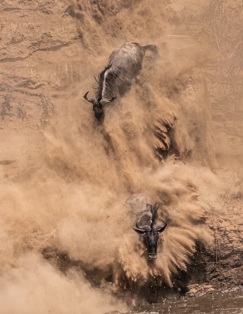 Wildebeest Dust Rush by James Cai — canvas wall art