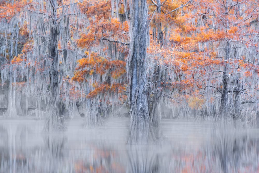 Misty Cypress Swamp by Sophia Li — canvas wall art