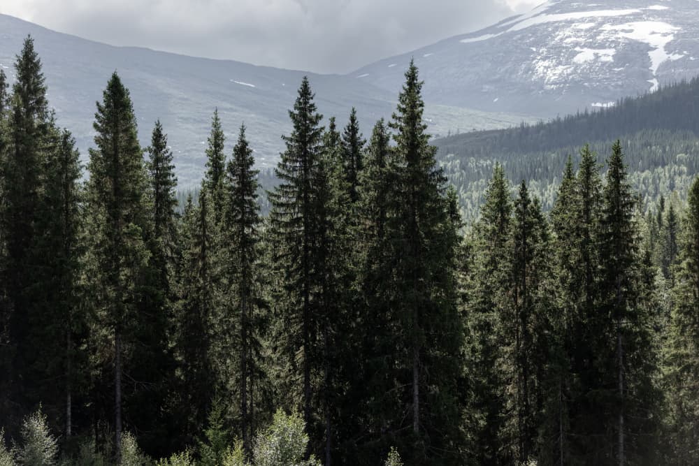 Woods and Mountains 1 by Mareike Böhmer — canvas wall art