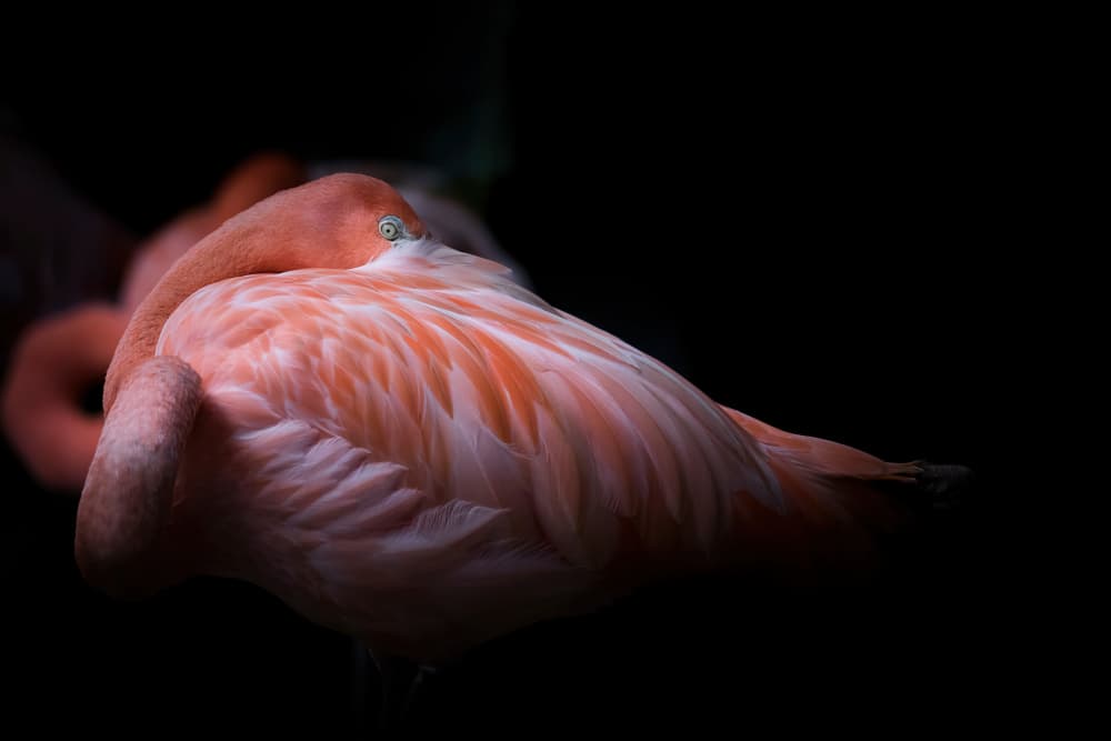 Sleeping Pink Flamingo by alberti Patrick — canvas wall art