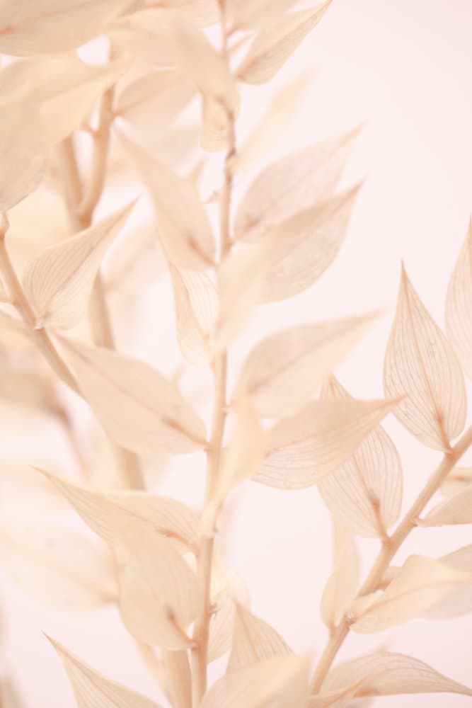 Soft Botanical Light by Pictufy Studio III — canvas wall art