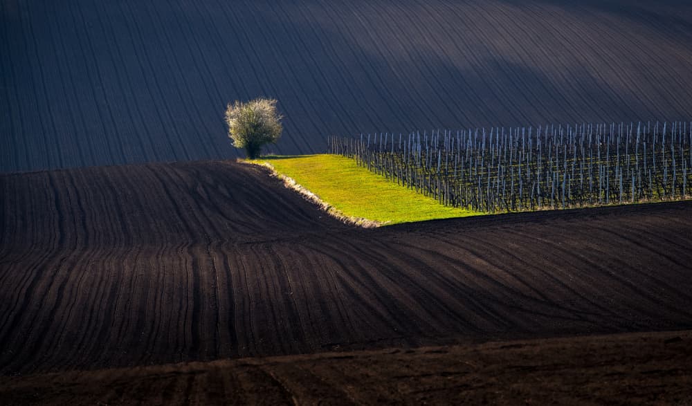 Rolling Hills Solitary Tree by Milan Uhrin AFIAP AZSF — canvas wall art