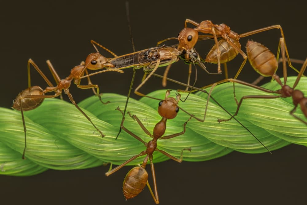 Ants Hunting Insect by Kumar Kranti Prasad — canvas wall art