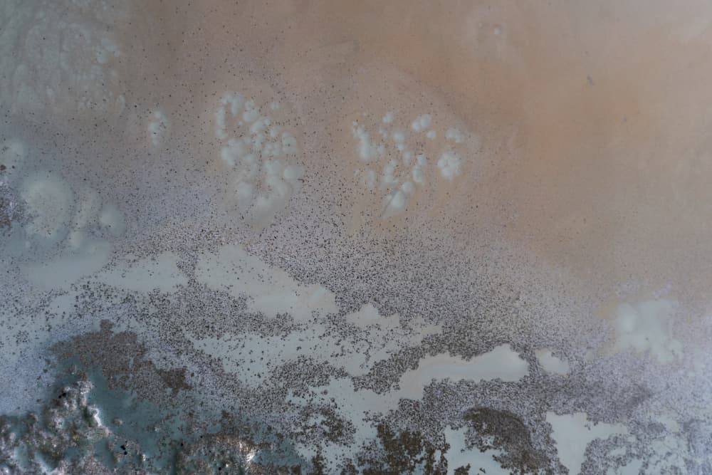 Edge of Life by Petra Meikle de Vlas — canvas wall art
