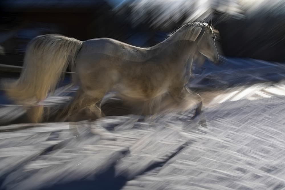 Galloping White Horse by Milan Malovrh — canvas wall art