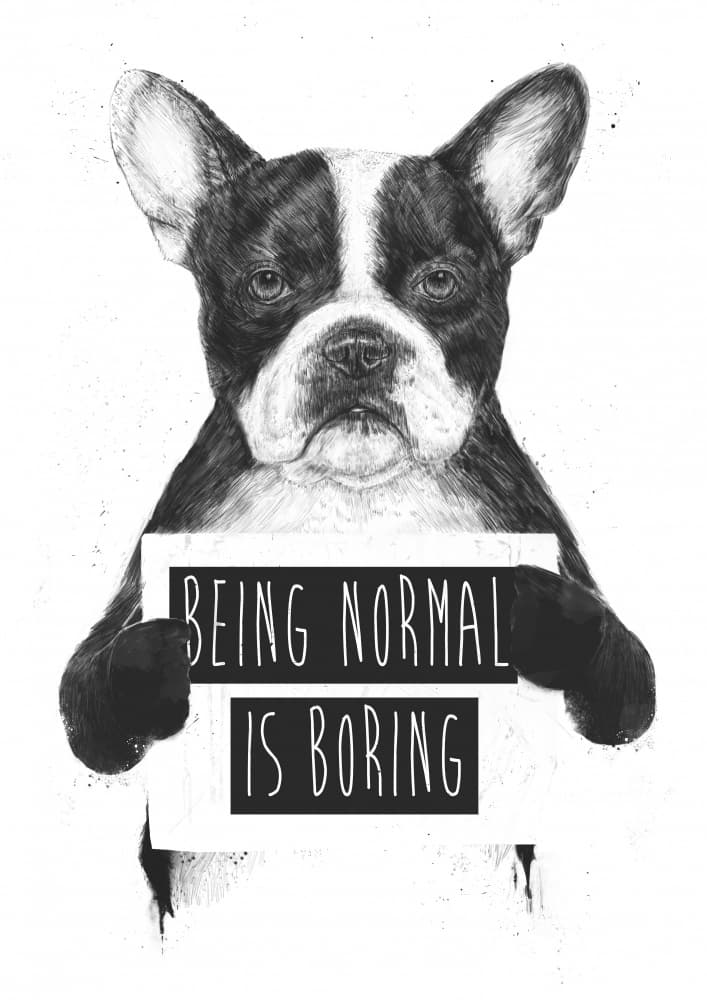 Being Normal Is Boring Dog by Balazs Solti — canvas wall art