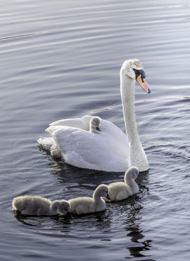 Peaceful Swan Family by Betty Liu — canvas wall art