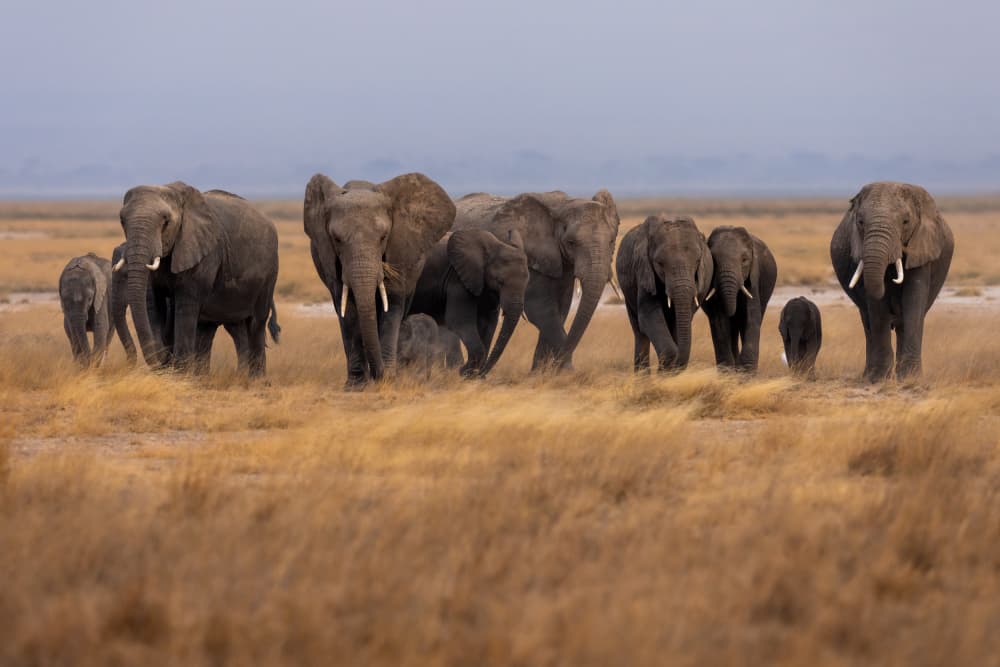 Majestic Elephant Family by HuongHoang — canvas wall art
