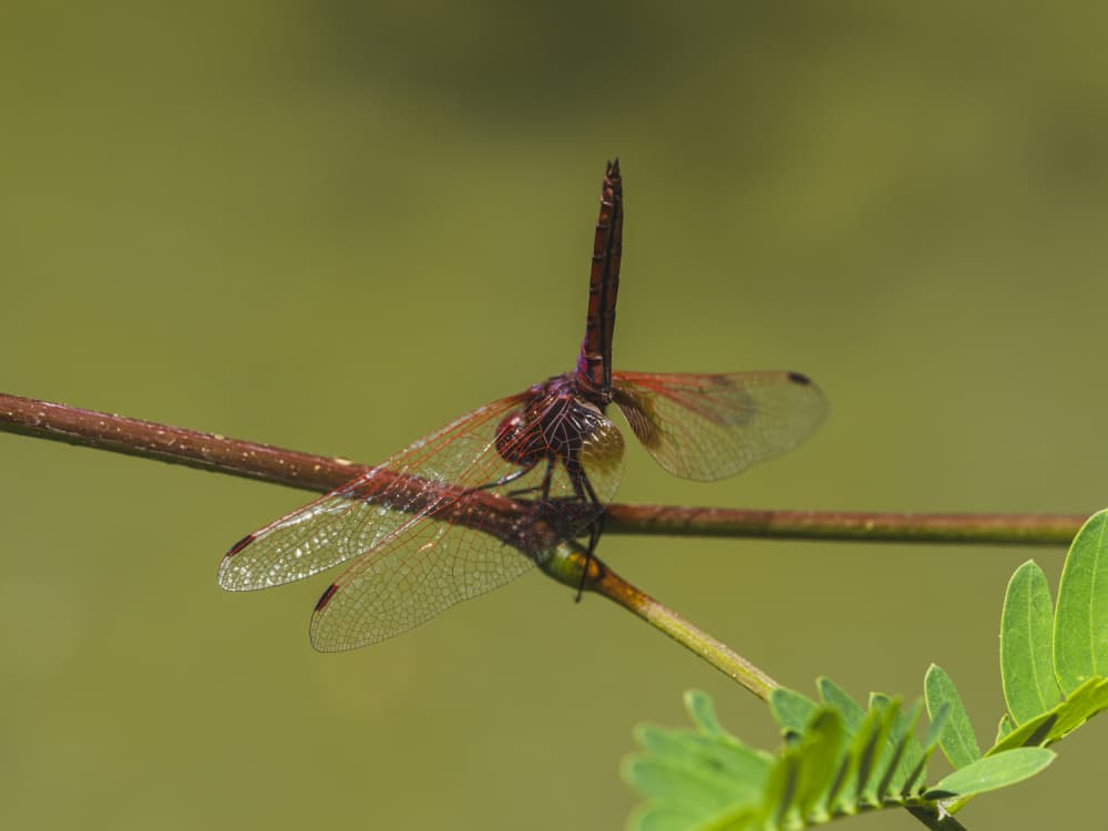 Red Dragonfly Perched by engin akyurt — canvas wall art