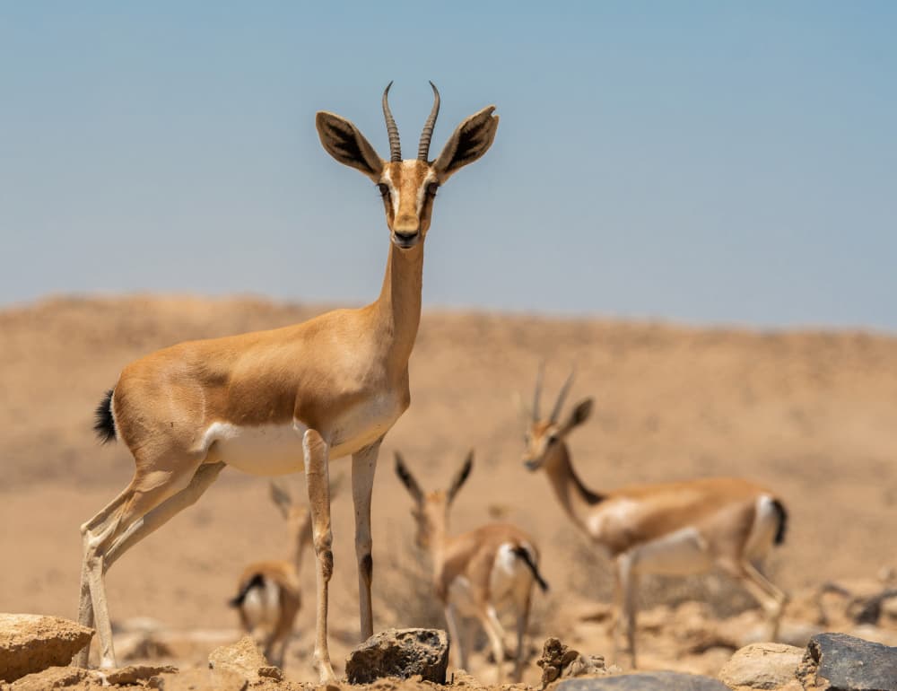 Watchful Desert Gazelle by Guy Wilson — canvas wall art