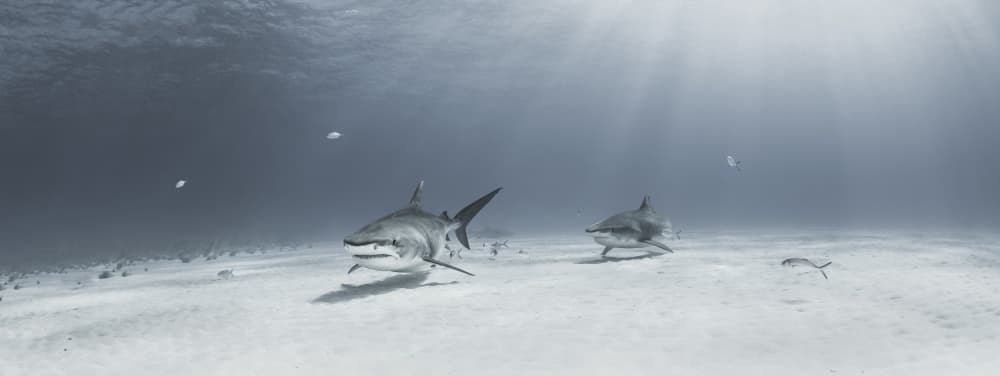 Sharks in Clear Water by Ken Kiefer — canvas wall art