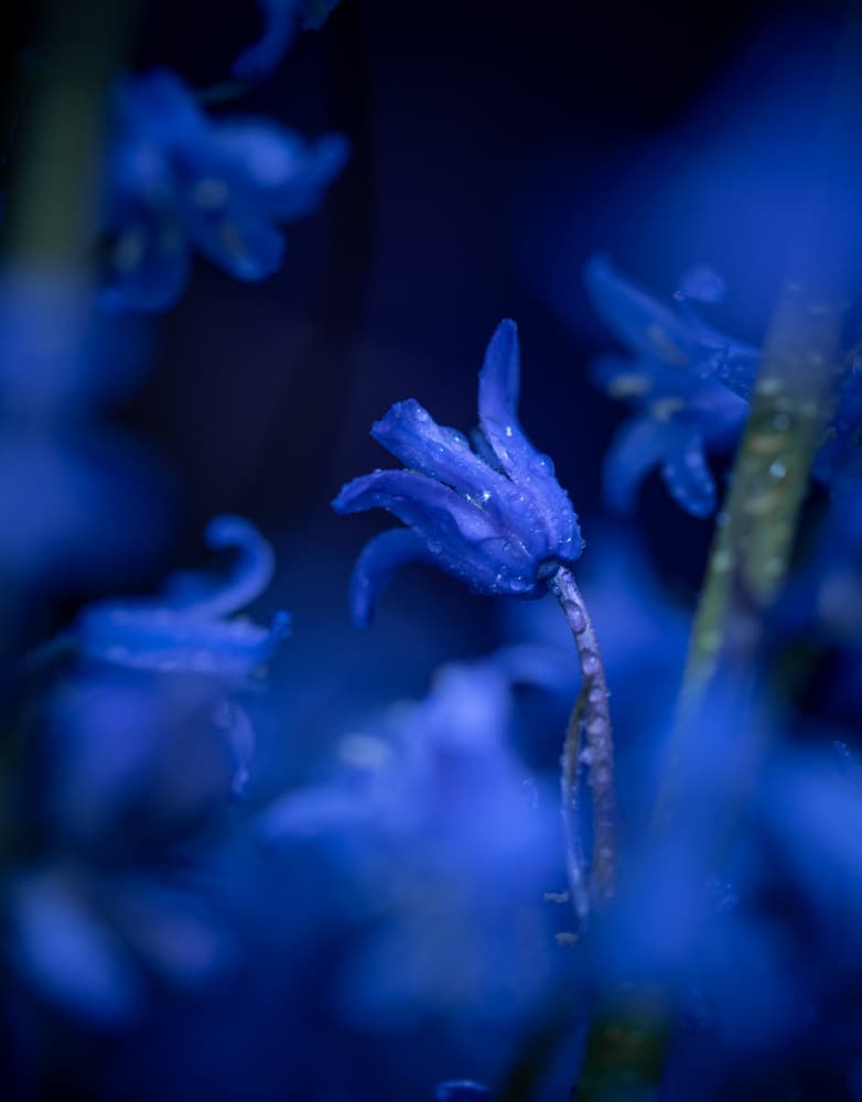 Dewy Bluebells by Dorte Irene Sattrup Lund-Nielsen — canvas wall art