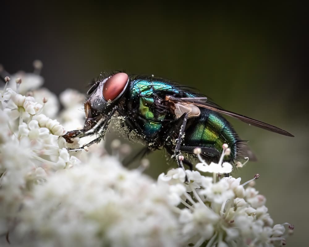 Macro Fly on Flower by Ulrike Leinemann — canvas wall art