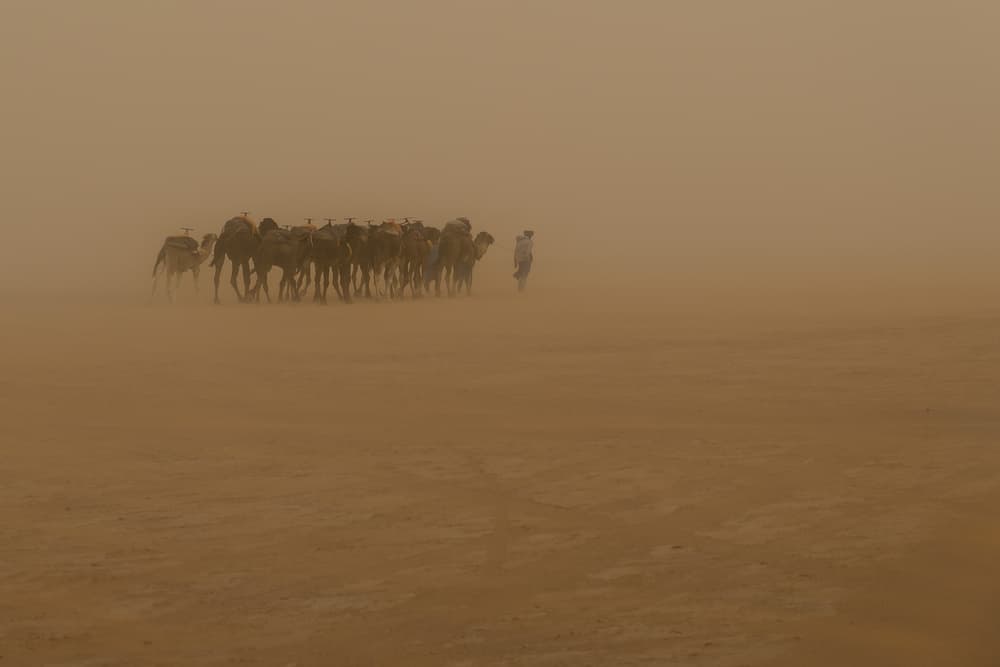 Desert Caravan Dust Storm by Martin Steeb — canvas wall art