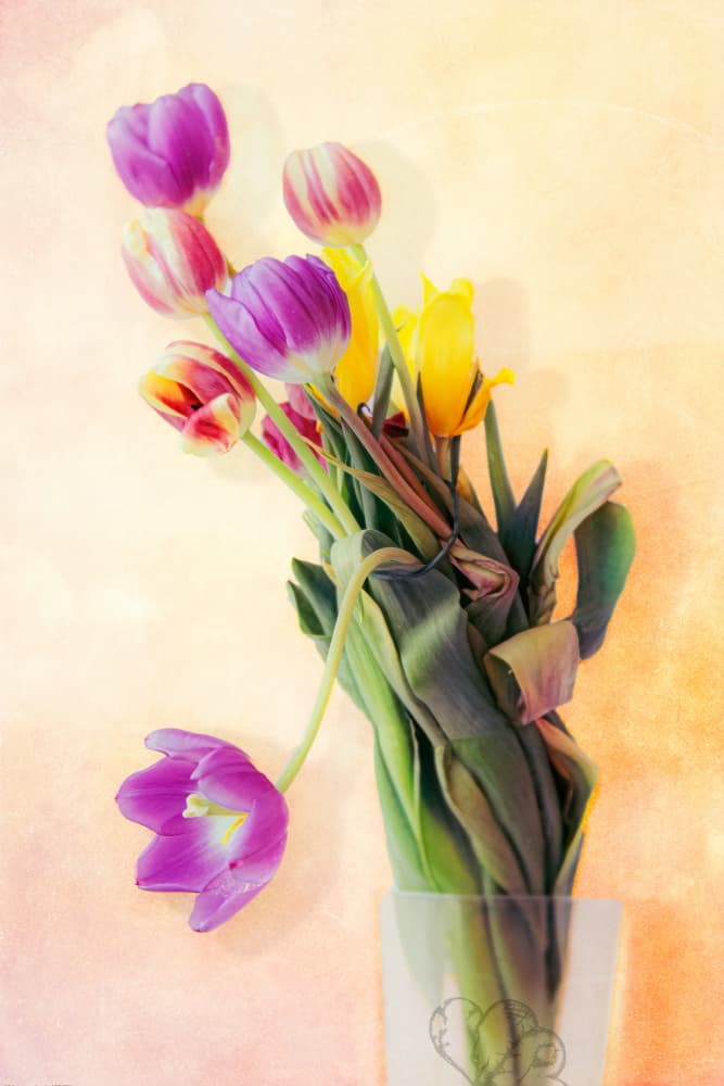 Fresh Spring Tulips by Juraj Čičatko - (ASON) — canvas wall art
