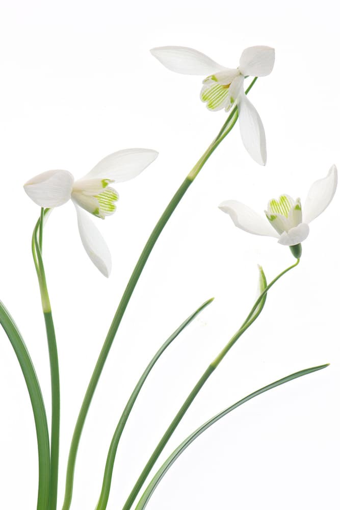 Purity by Jacky Parker — canvas wall art