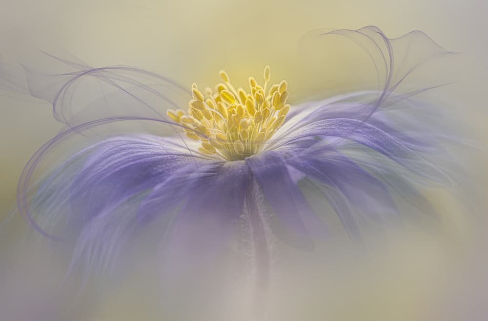 Dreamy Purple Bloom by Lydia Jacobs — canvas wall art
