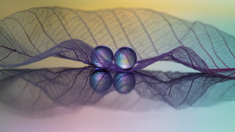 Purple Leaf Water Drops by Shihya Kowatari — canvas wall art