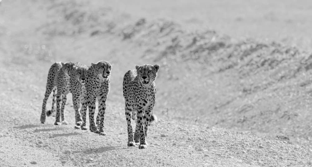 Walking African Cheetahs by Jie Fischer — canvas wall art