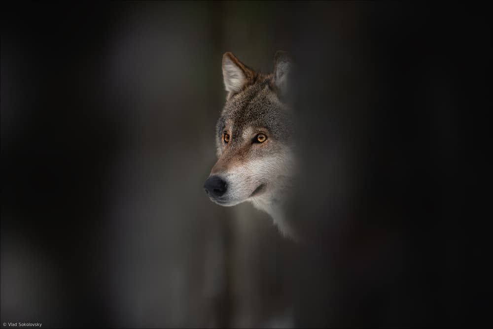 Mysterious Forest Wolf by Vlad Sokolovsky — canvas wall art