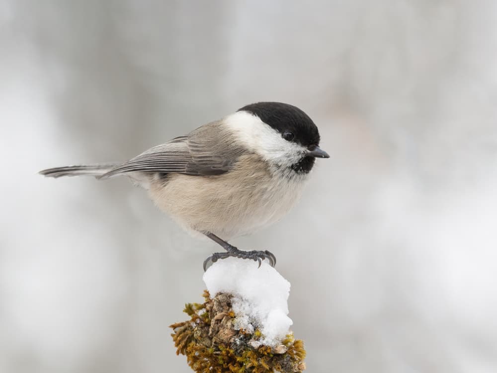 Peaceful Winter Bird by Annie Keizer — canvas wall art