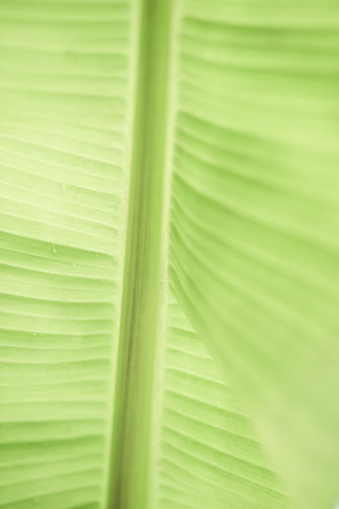 Soft Green Banana Leaf by Lynann Colligan — canvas wall art