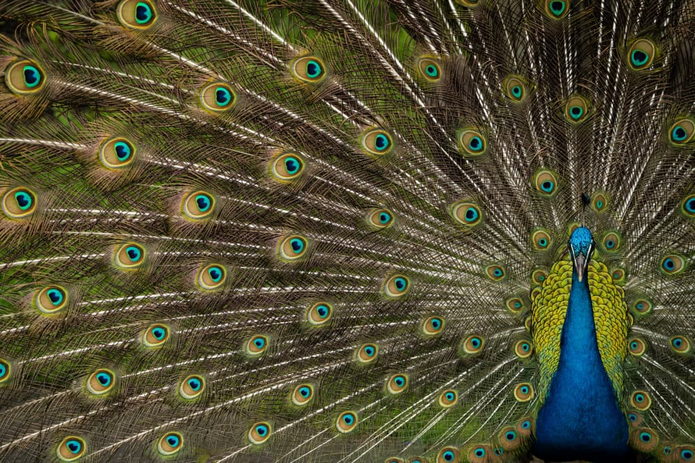 Vibrant Peacock Display by Debbie Hunt — canvas wall art