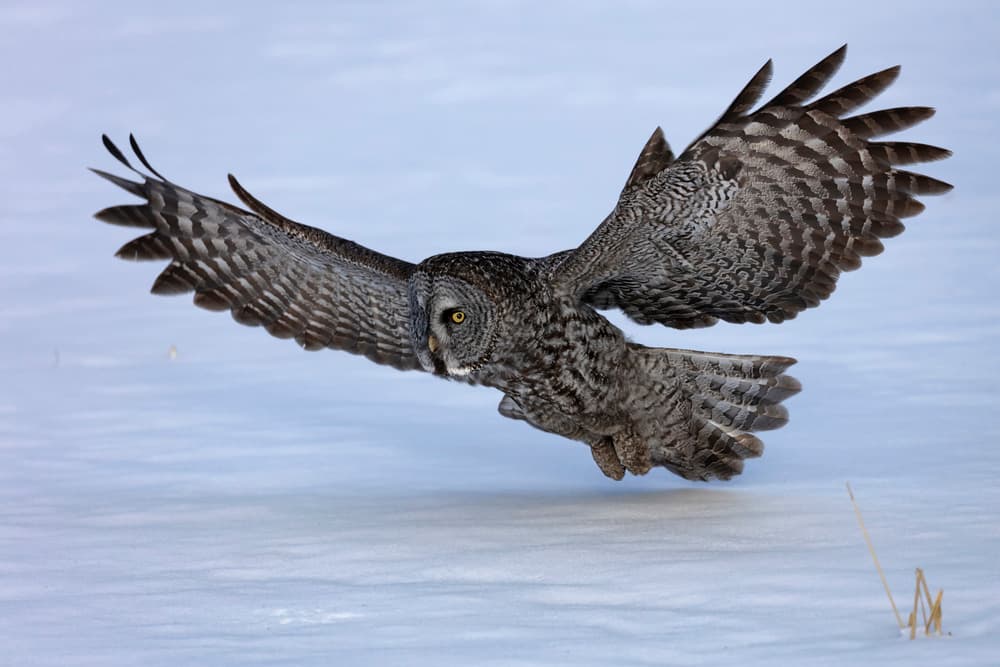 Great Gray Owl Winter Flight by Jun Zuo — canvas wall art