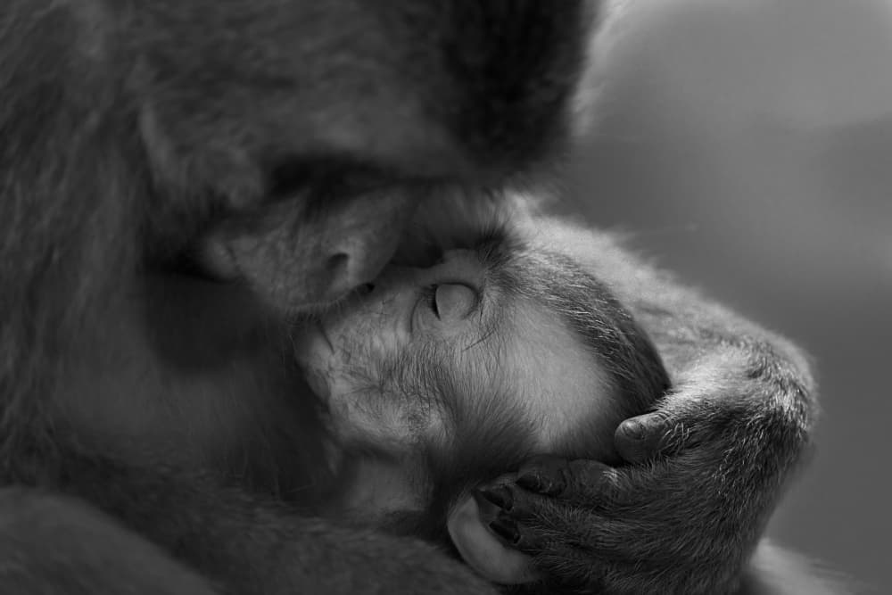 Tender Monkey Embrace by Kaisyakuji Yushi — canvas wall art