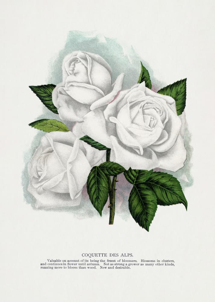 White Rose, Coquette Des Alps Lithograph by Botanical Specimen Rochester Lithographing — canvas wall art