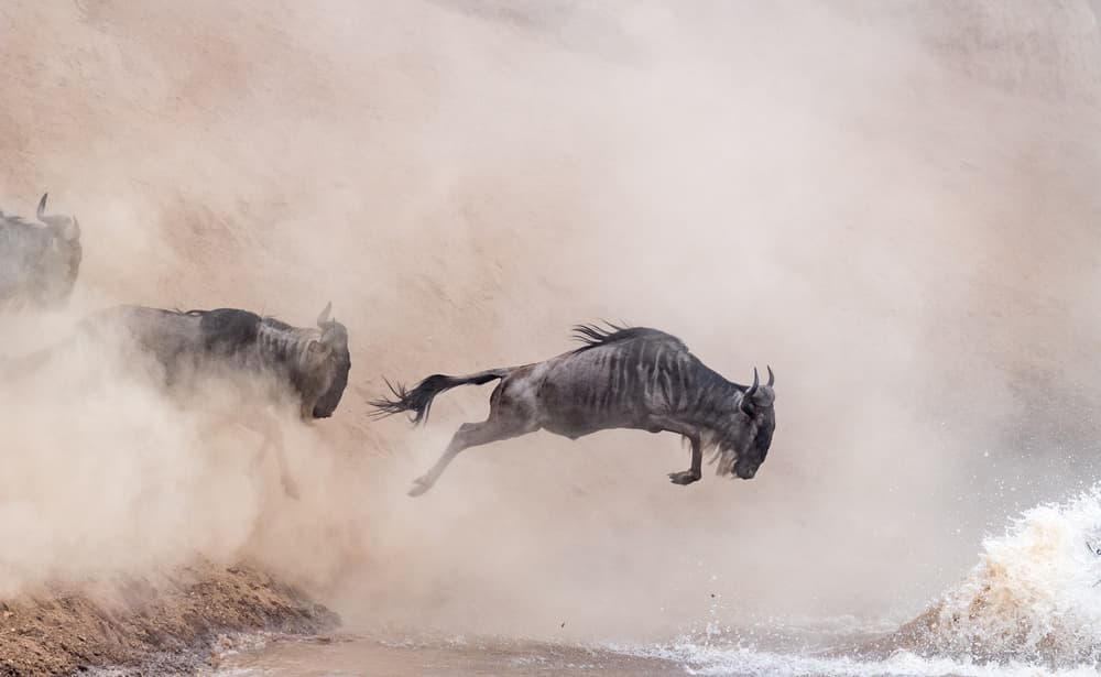Leaping Wildebeest by Jeffrey C. Sink — canvas wall art