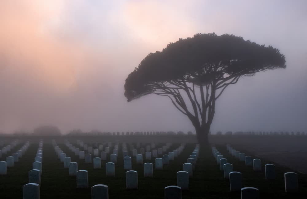 Misty Memorial Tree by Bill Mugg — canvas wall art