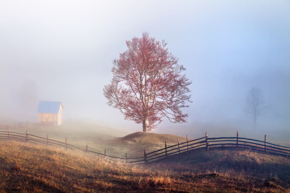 Pink Tree Morning Mist by Sebastian Prioteasa — canvas wall art
