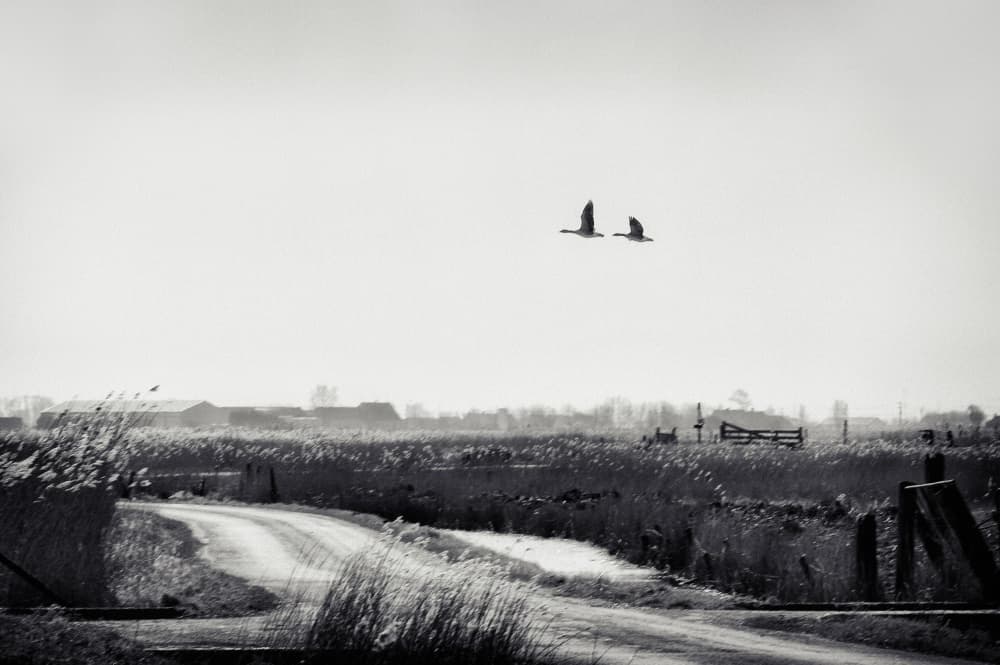 Flying Geese Rural Landscape by Piet Flour — canvas wall art