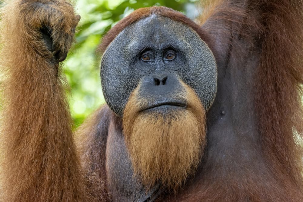 Wise Orangutan Gaze by Alessandro Catta — canvas wall art