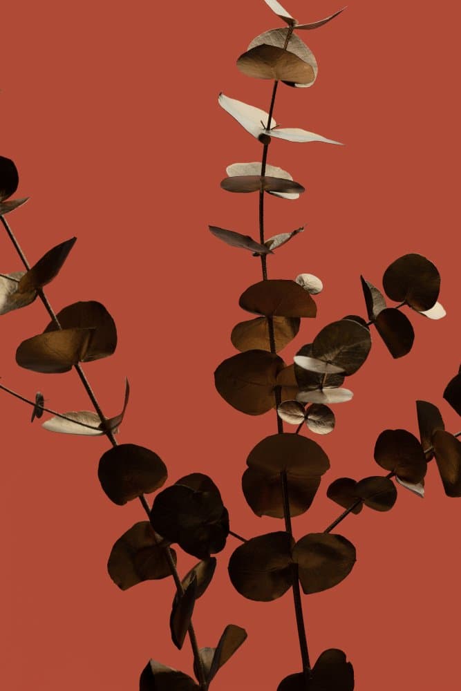 Earthy Eucalyptus Branches by Pictufy Studio III — canvas wall art