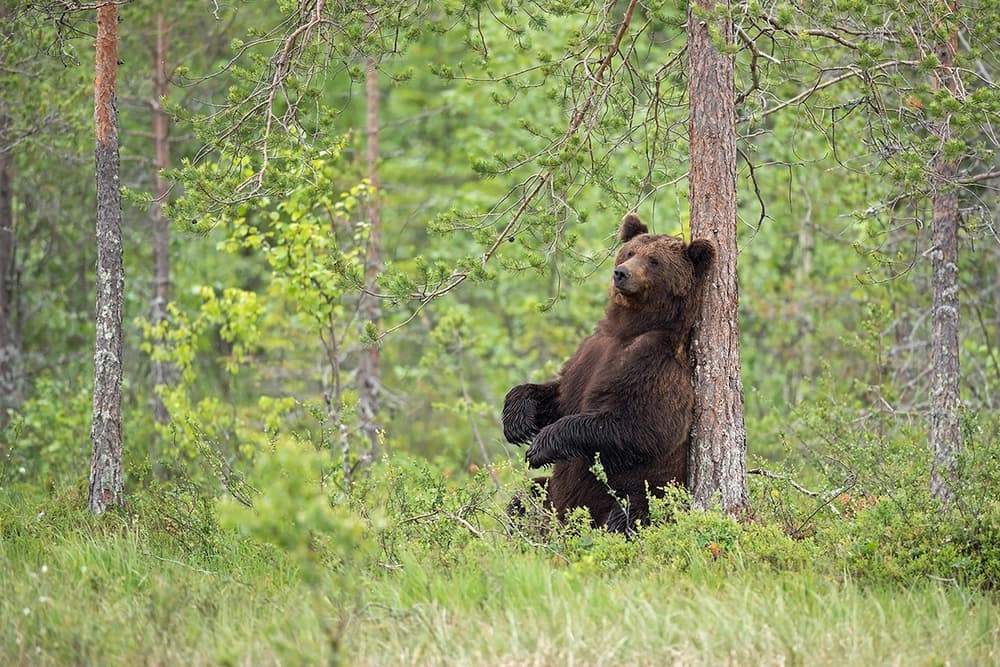 Peaceful Forest Bear by Marco Pozzi — canvas wall art