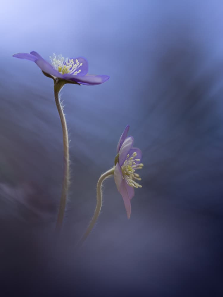 Soft Purple Flowers by Petra Dvorak — canvas wall art