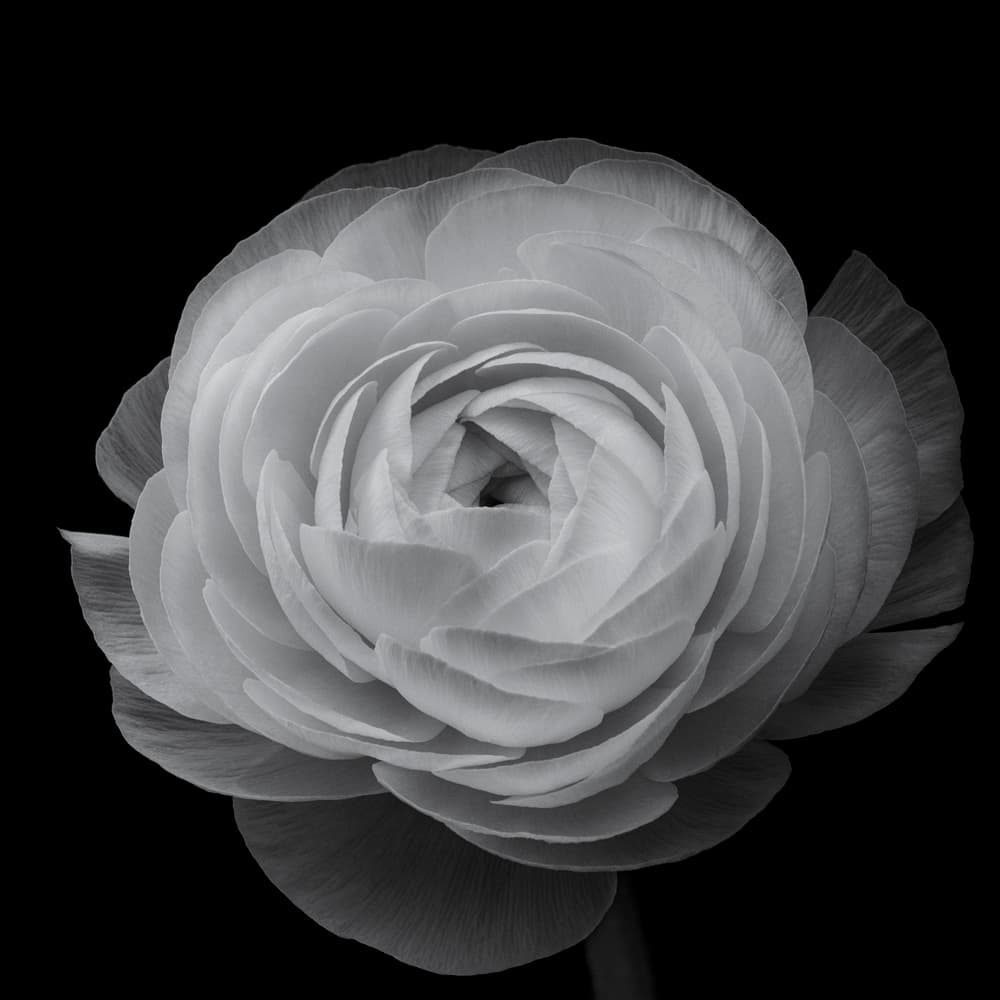 Grayscale Floral Elegance by Lotte Grønkjær — canvas wall art