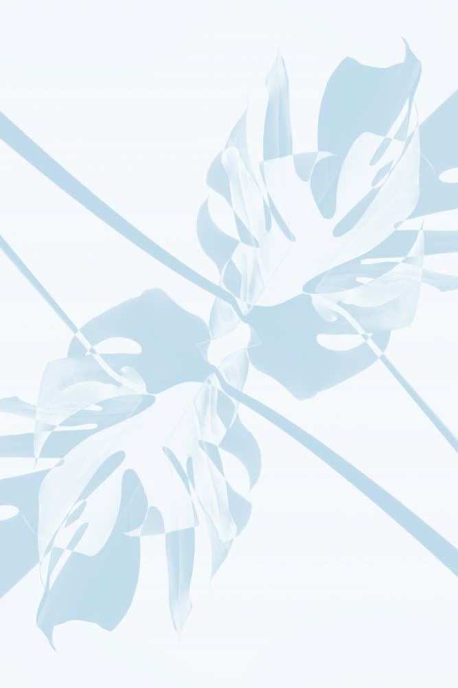 Blue Monstera Shadows by Pictufy Studio III — canvas wall art